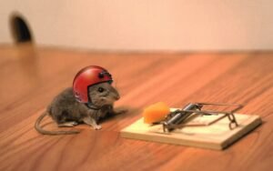 When a mousetrap is not about the mouse