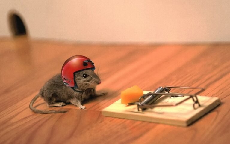 When a mousetrap is not about the mouse